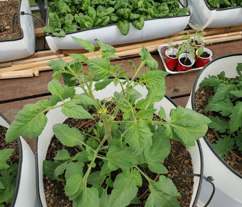 Fresh tomatoes from May through Thanksgiving