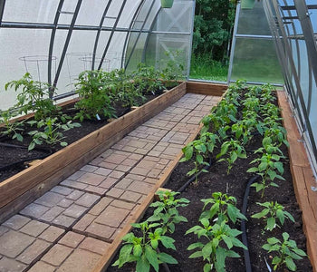 From a 100-Day Season to Months of Abundant Harvests