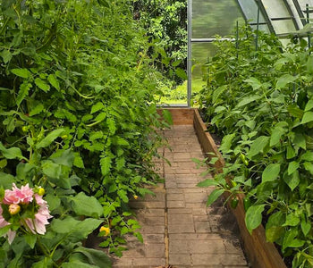 From a 100-Day Season to Months of Abundant Harvests