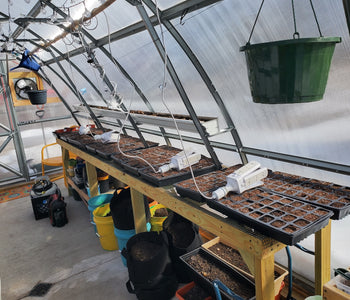 Growing Seedlings for the Farmers Market with the Sungrow 20