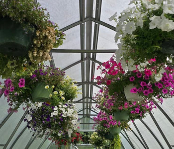 From a 100-Day Season to Months of Abundant Harvests