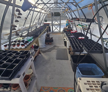 Growing Seedlings for the Farmers Market with the Sungrow 20