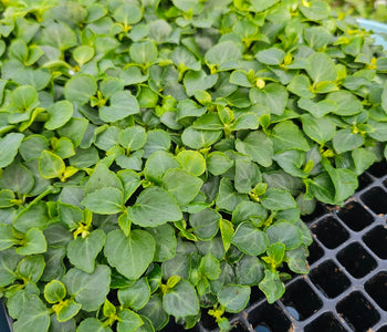 A Greenhouse That Brings Joy, and Year-Round Gardening