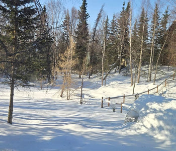 Growing More in Alaska with the Sungrow 20 Greenhouse