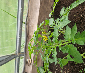 Year-Round Harvests and Early Tomatoes with the Sungrow 20