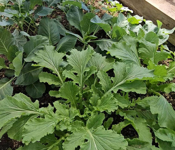Year-Round Harvests and Early Tomatoes with the Sungrow 20