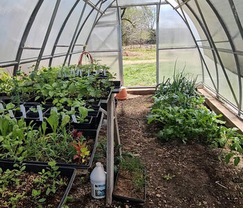 Year-Round Harvests and Early Tomatoes with the Sungrow 20