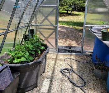 My plants are happier and healthier inside the greenhouse!