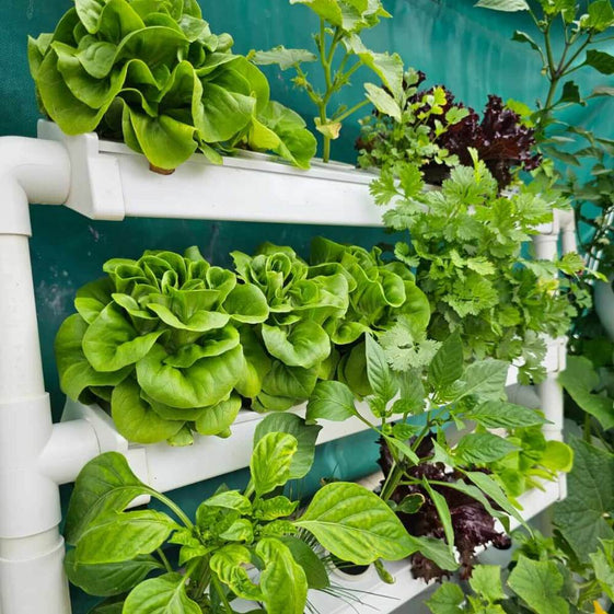 hydroponic plant wall Wally 32 – Fixed Wall Hydroponic Gardening System