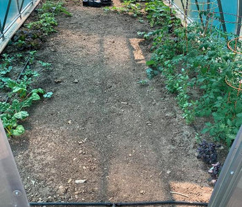 I love our greenhouse and have already harvested lettuce, basil and chard!