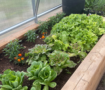 Maximizing space with hanging planters and shelves