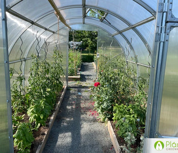 Abundance of tomatoes and peppers