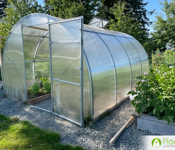 Abundance of tomatoes and peppers