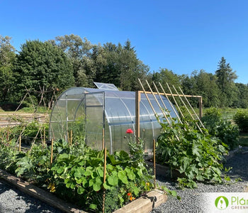 Abundance of tomatoes and peppers