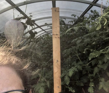 I am thoroughly enjoying being able to grow beautiful, GIANT tomato plants