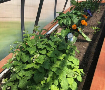 Enjoying the sounds of birds in the greenhouse