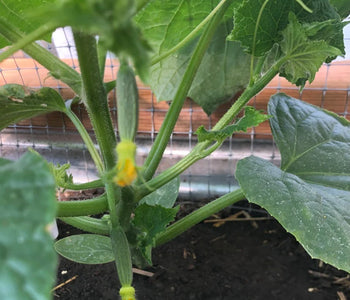 Enjoying the sounds of birds in the greenhouse