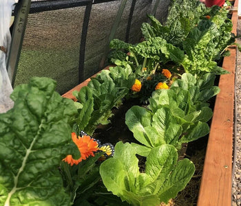 Enjoying the sounds of birds in the greenhouse