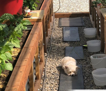 Enjoying the sounds of birds in the greenhouse