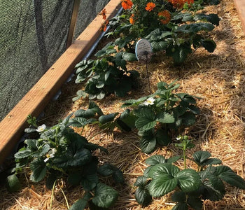 Enjoying the sounds of birds in the greenhouse