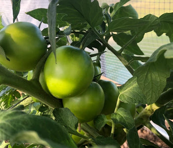 Enjoying the sounds of birds in the greenhouse