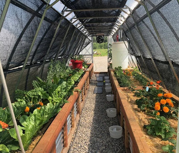 Enjoying the sounds of birds in the greenhouse