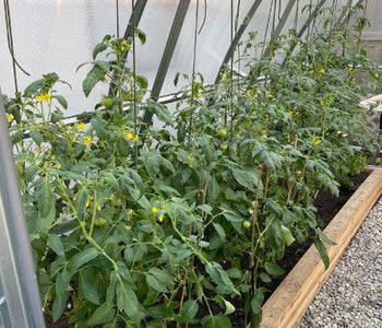 We really love going out and sitting in the greenhouse