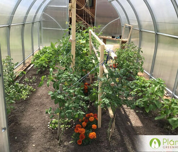 Early harvest veggies