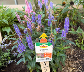 David de North Kingstown: La calidad de construcción es increíble. 