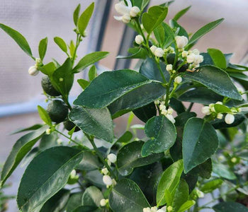 Keeping Citrus Happy All Winter