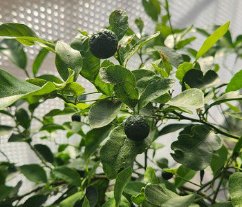 Keeping Citrus Happy All Winter