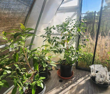 Keeping Citrus Happy All Winter