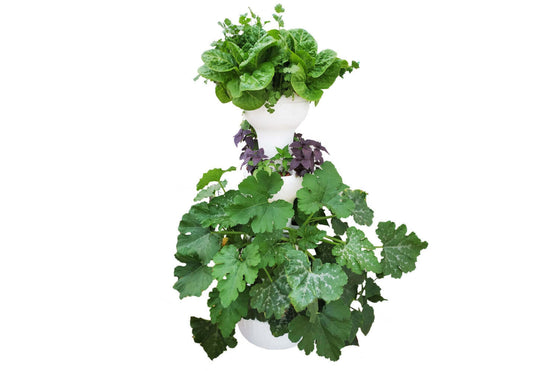 Airponic Fruit - Hydroponic Tower Garden System