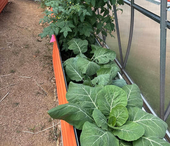 Year-Round Vegetable Gardening Without Deer or Frost Worries