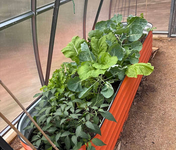 Year-Round Vegetable Gardening Without Deer or Frost Worries