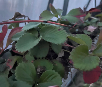 Turning Winter Into a Thriving Garden with the Sungrow 32