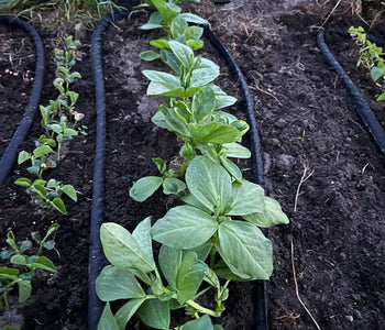 Turning Winter Into a Thriving Garden with the Sungrow 32