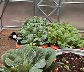 Year-Round Vegetable Gardening Without Deer or Frost Worries