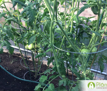 The first thing we do in the morning is go in our greenhouse