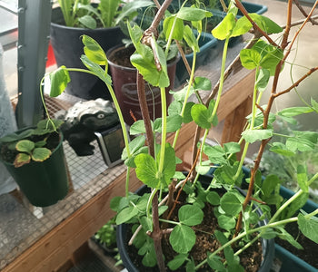 Des légumes aux plantes d'hiver