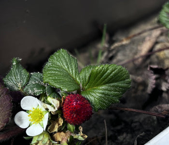 Turning Winter Into a Thriving Garden with the Sungrow 32