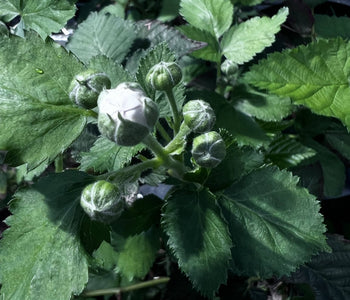 Turning Winter Into a Thriving Garden with the Sungrow 32