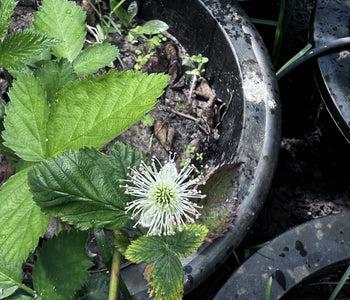 Turning Winter Into a Thriving Garden with the Sungrow 32