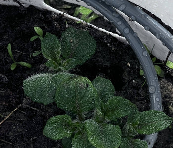 Turning Winter Into a Thriving Garden with the Sungrow 32