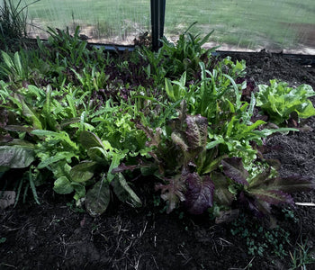 Turning Winter Into a Thriving Garden with the Sungrow 32
