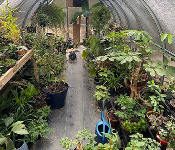 A Greenhouse for Houseplants, Hanging Baskets, and Year-Round Growing