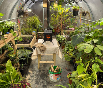 A Greenhouse for Houseplants, Hanging Baskets, and Year-Round Growing