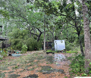 EF-2 Tornado Passed, Trees Damaged, but Greenhouse Unscathed