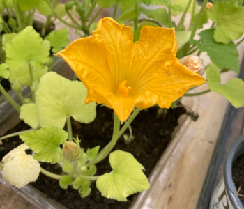 Extending the Growing Season and Wellbeing with the Sungrow Urban