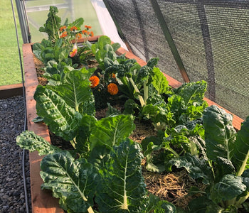 Enjoying the sounds of birds in the greenhouse